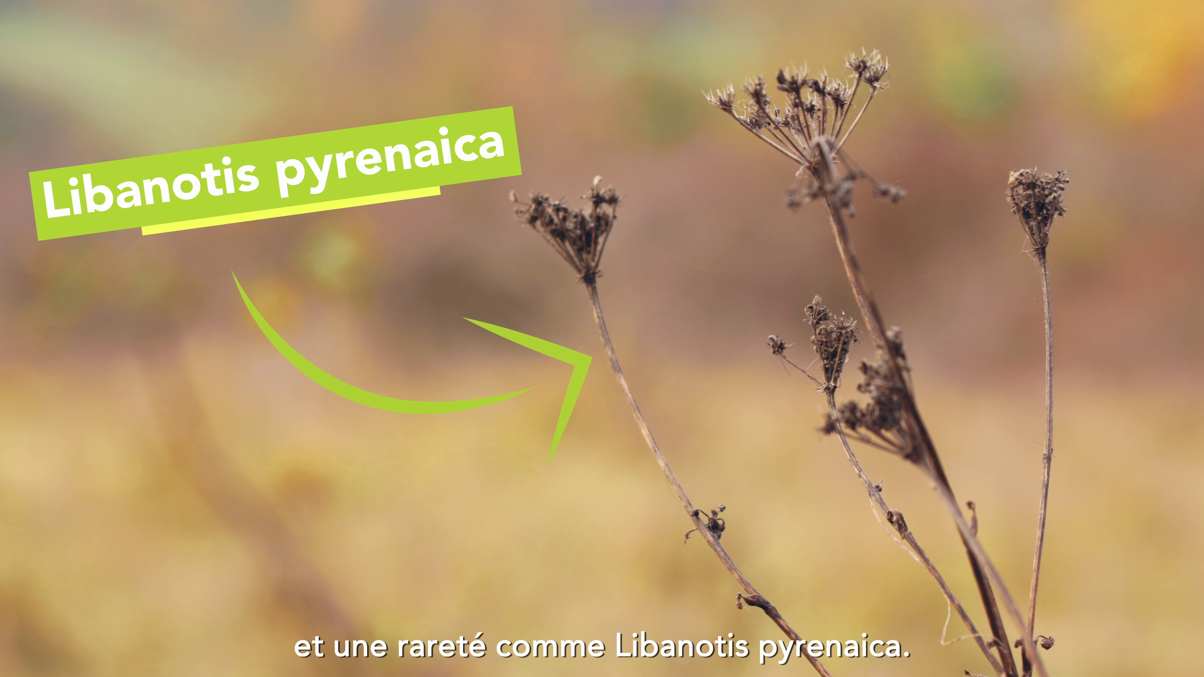 Vidéo – Reportages sur les plantes rares des fermes Biolait