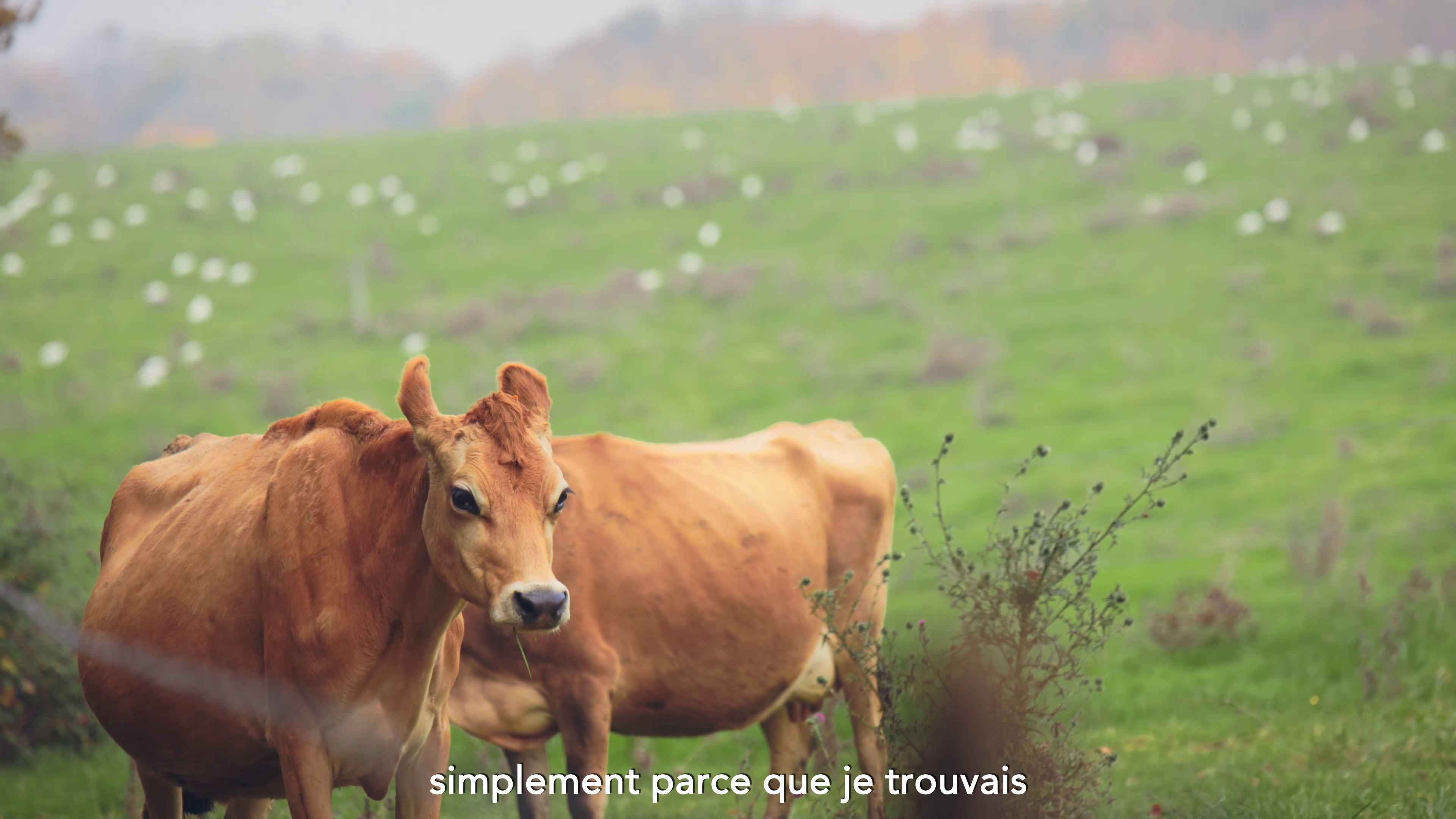 Vidéo – Reportages sur la faune particulière des fermes Biolait